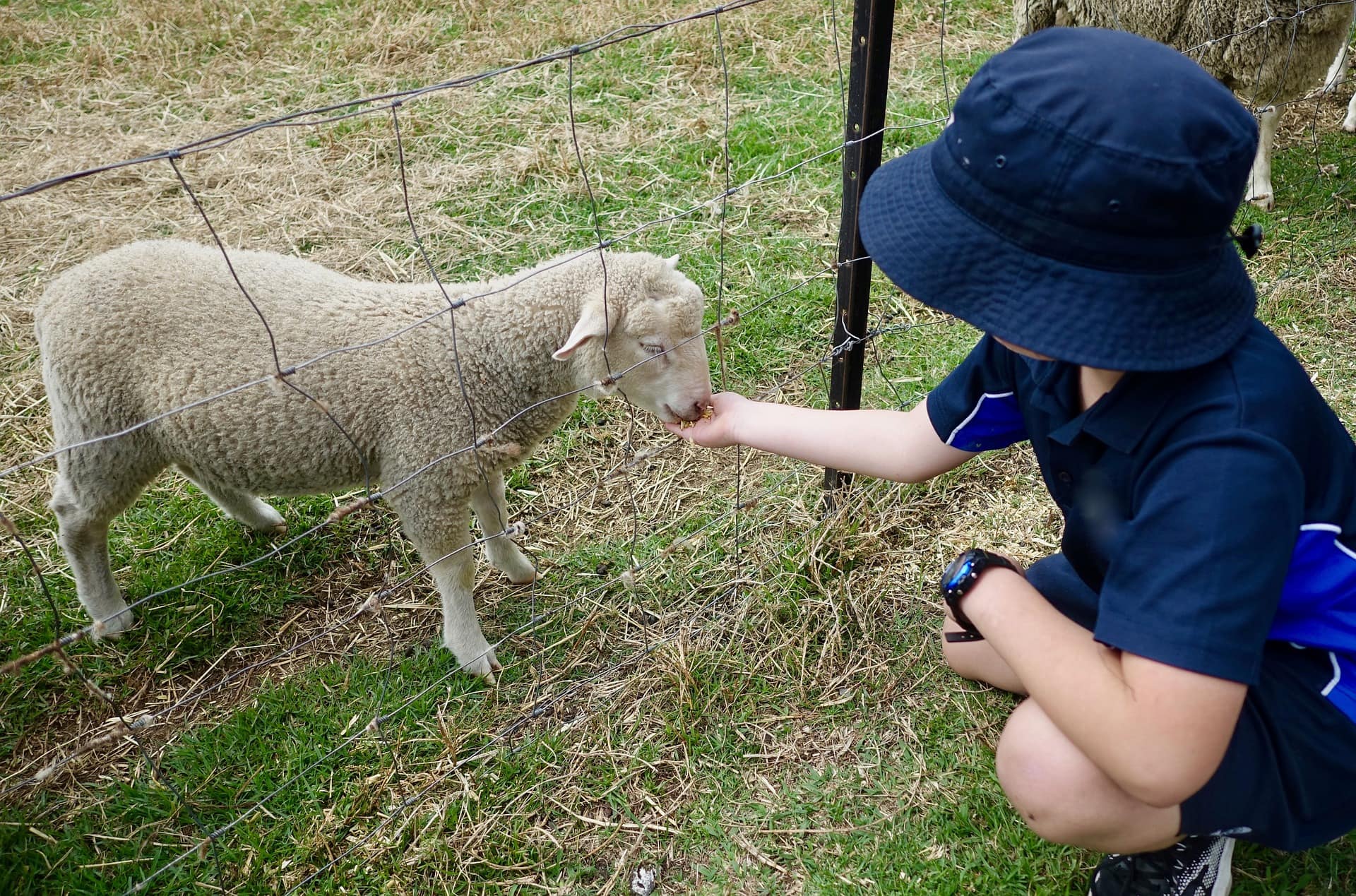Bauernhofkindergärten, Kind füttert Schaf